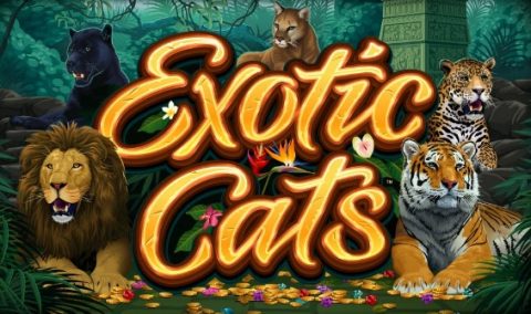 Exotic Cats